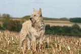 BOUVIER DES ARDENNES 245